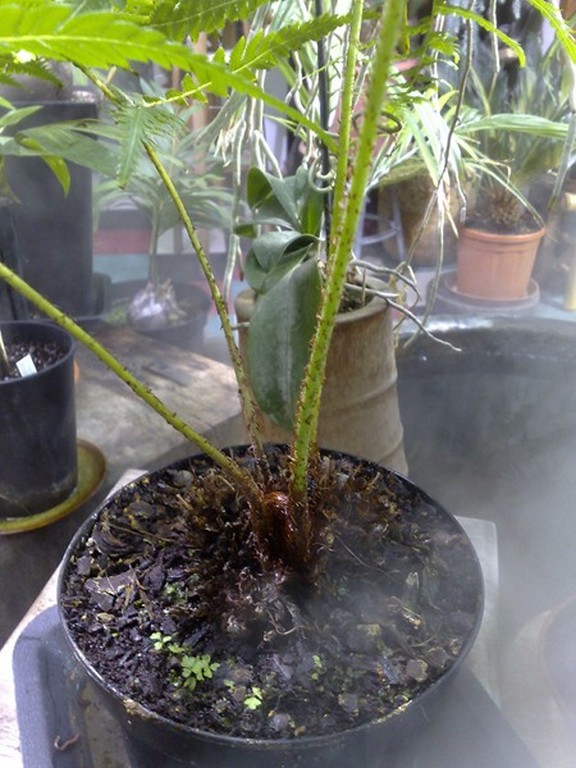 Cyathea Roboupas 001 [800x600].jpg