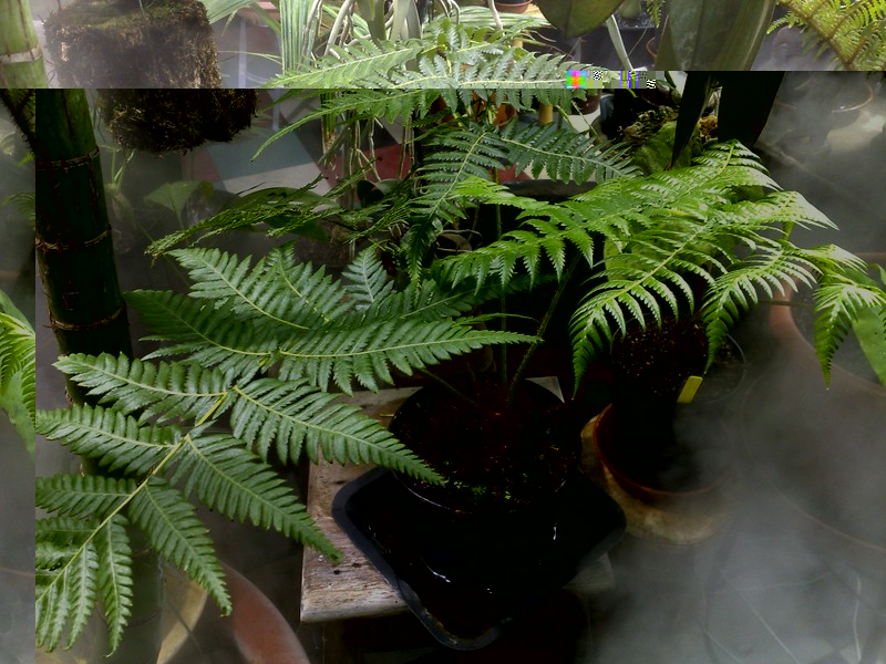 Cyathea Roboupas 002 [800x600].jpg