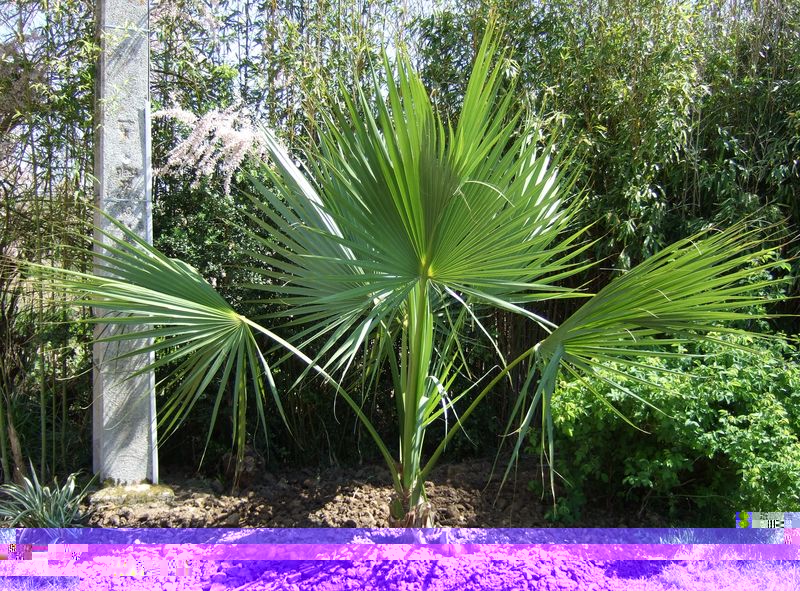 Sabal_15_avril_2011-03_800x600.jpg