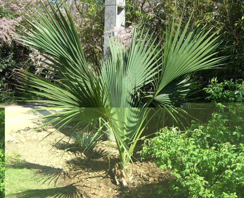 Sabal_15_avril_2011-05_800x600.jpg