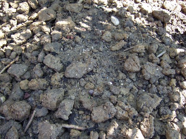 Sabal_15_avril_2011-04_terre.jpg