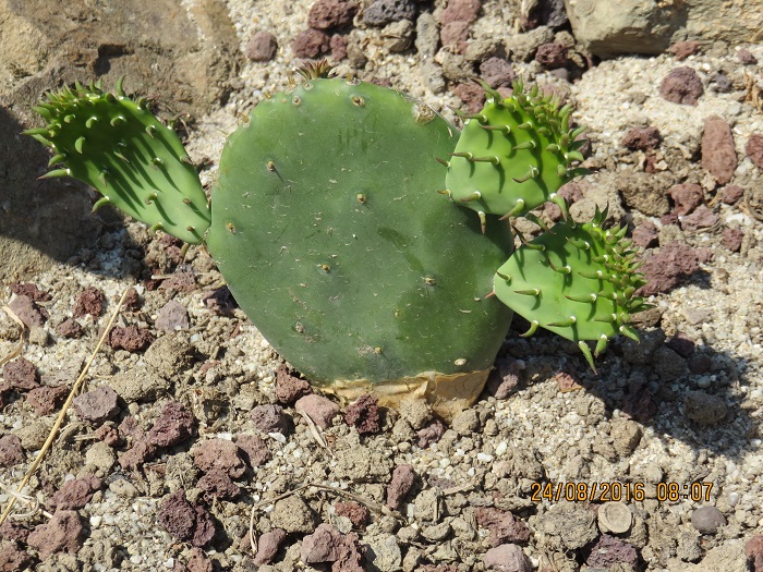 OPUNTIA.JPG