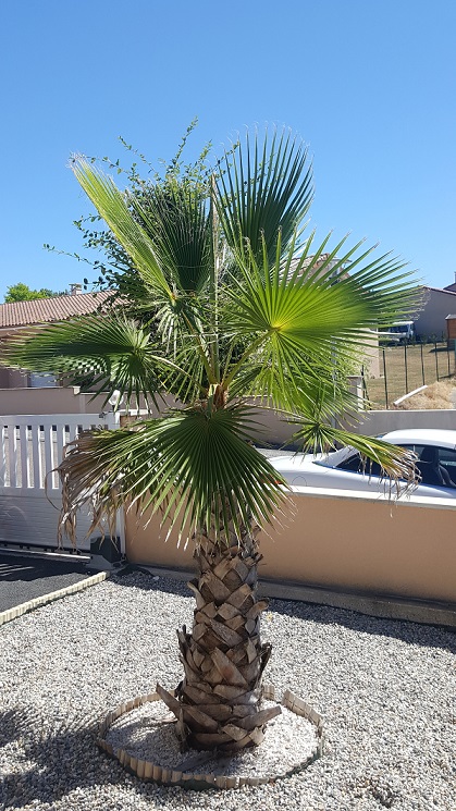 washingtonia devant la maison