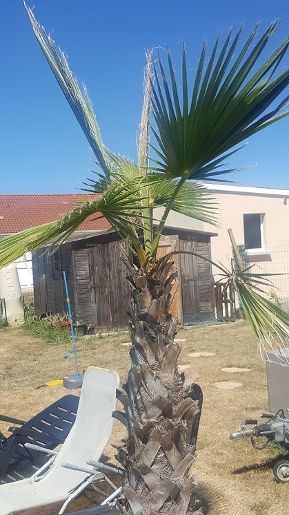 washingtonia derriere la maison