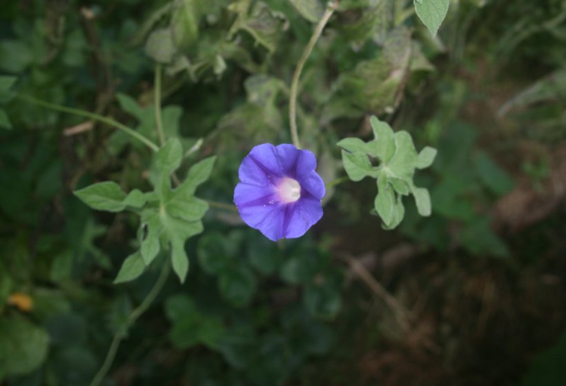 IMG_6337.JPG