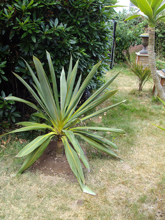 Cordyline Indivisa