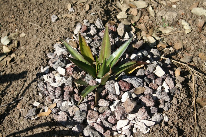 agave lophanta latifolia (ensifera...) [680x640].jpg