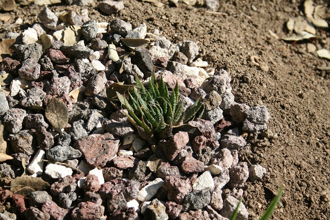 aloe aristata (2) [680x640].jpg