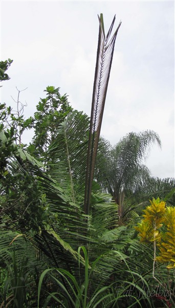 L'Arenga pinnata 2.jpg