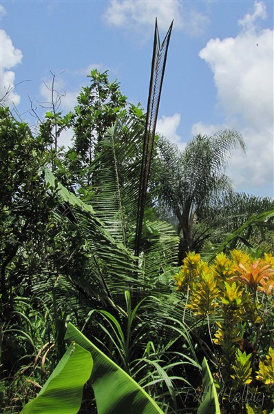 L'Arenga pinnata1.jpg