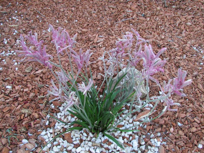 anizoganthos (Copier).JPG