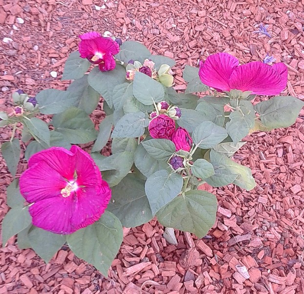 hibiscus moscheutos (Copier).JPG