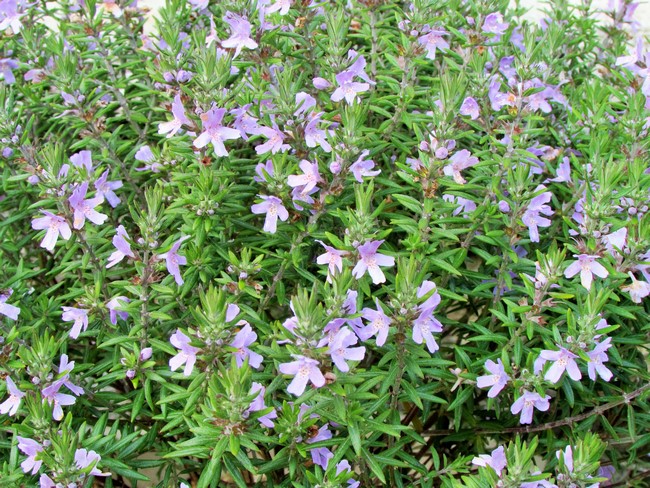 westringia fleur (Copier).JPG