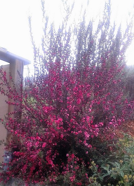 leptospermum red damask (Copier).JPG