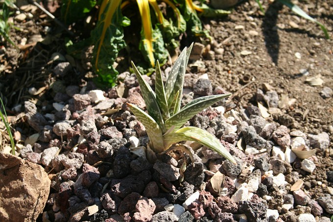 aloe variegata [680x640].jpg