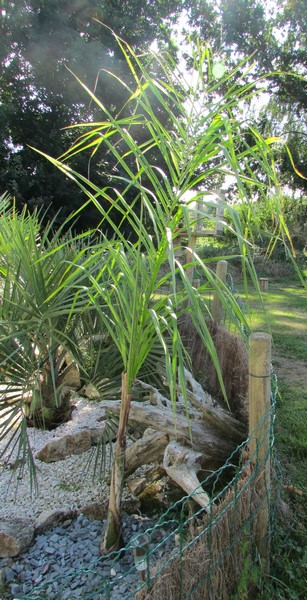 syagrus romanzoffiana santa catarina (Copier).JPG