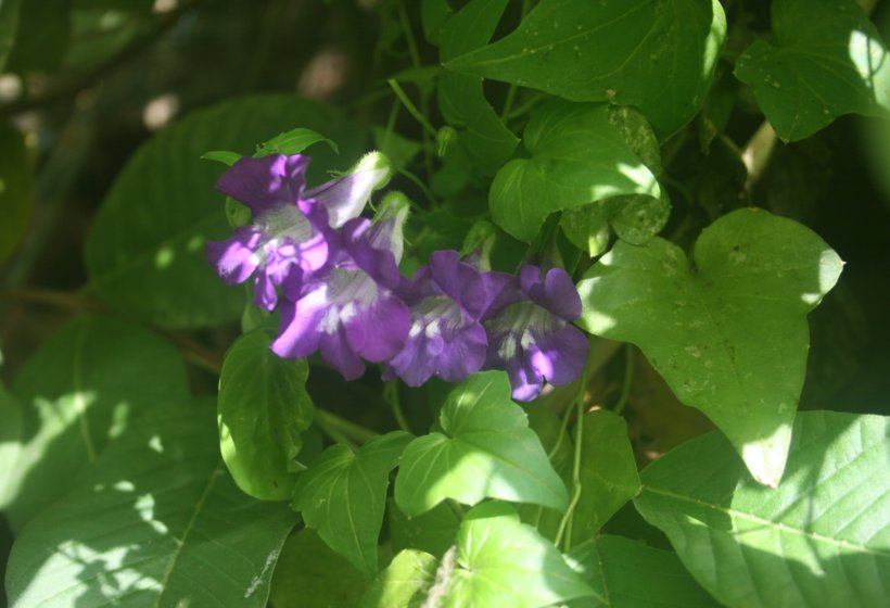 IMG_6338.JPG