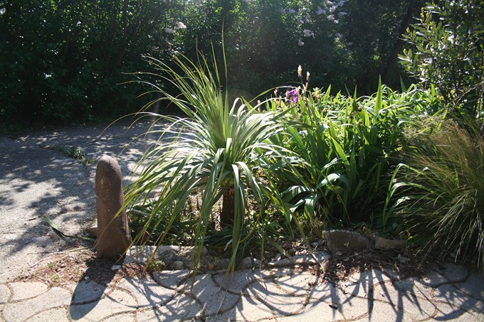 nolina longifolia (1) [680x640].jpg