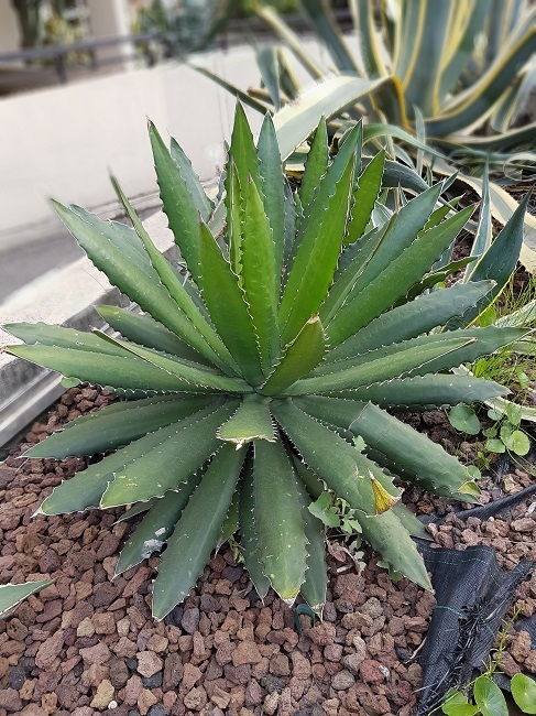 Agave americana ssp protoamericana mediopicta pallida.jpg