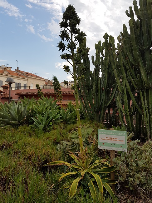 Agave desmetiana variegata (1).jpg