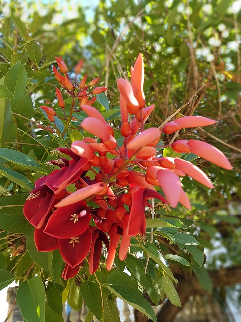 Erythrina Crista galli.jpg