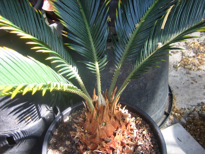 cycas revoluta aurea  (2) [680x640].JPG
