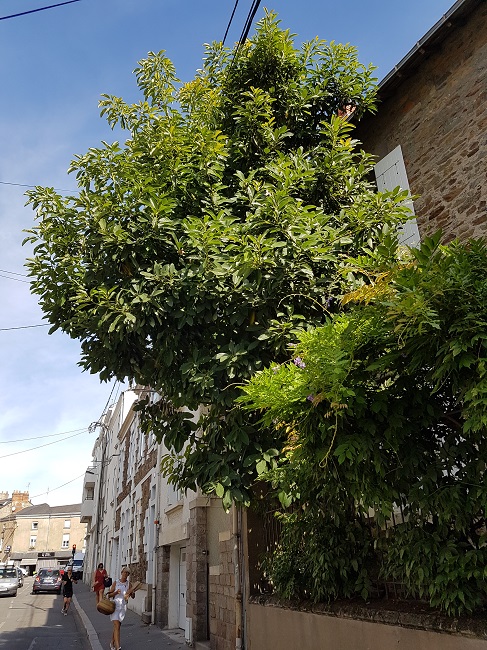 Avocatier Nantes sept 2016 (2).jpg