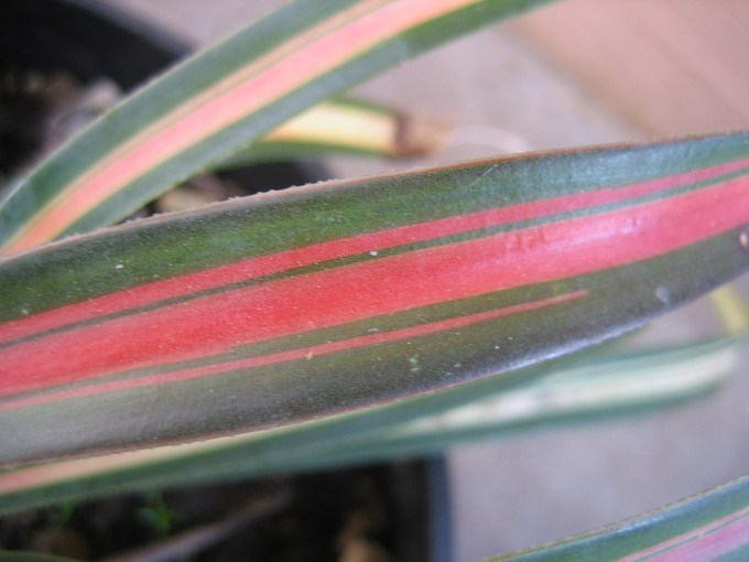 yucca aloifolia mediopicta tricolor (5) [680x640].JPG