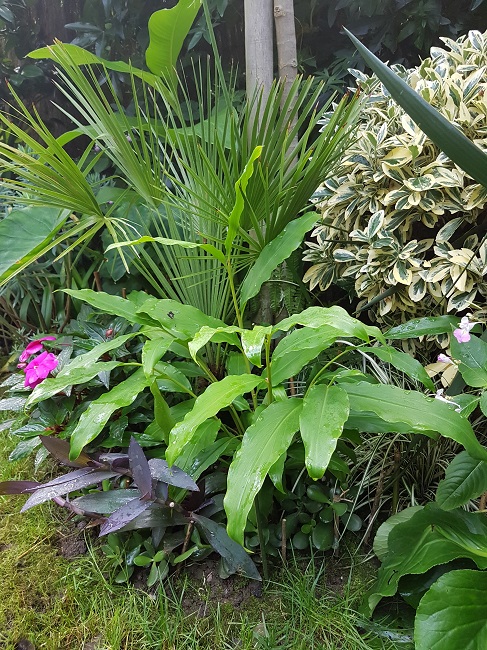 Hedychium horsfieldii en terre sept 2016.jpg