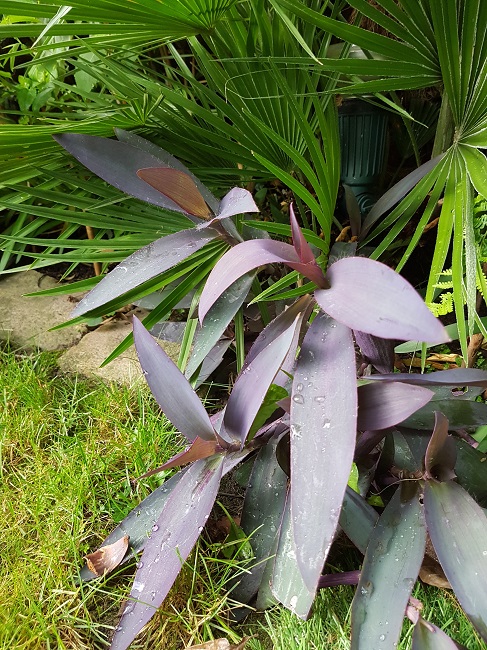 Tradescantia Pallida sept 2016 1.jpg