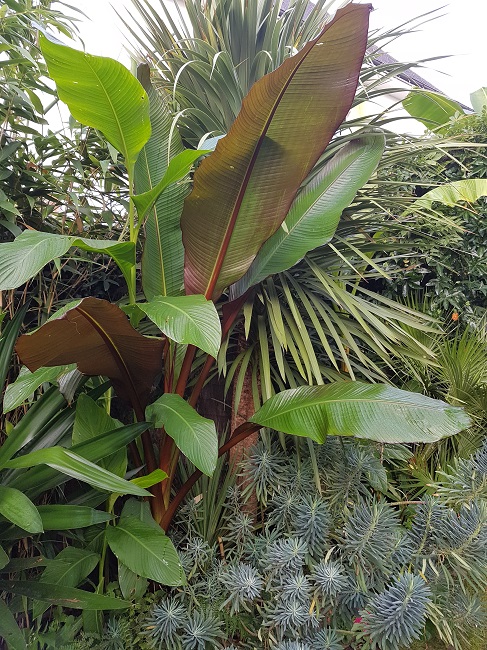 Musa ensete maureli sept 2016.jpg