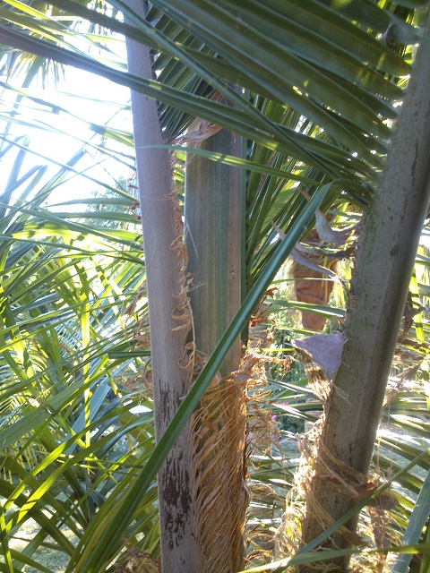 DSC_0065.jpg
