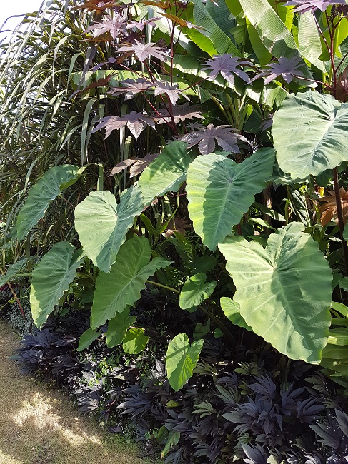 Colocasias GB 11092016 (3).jpg