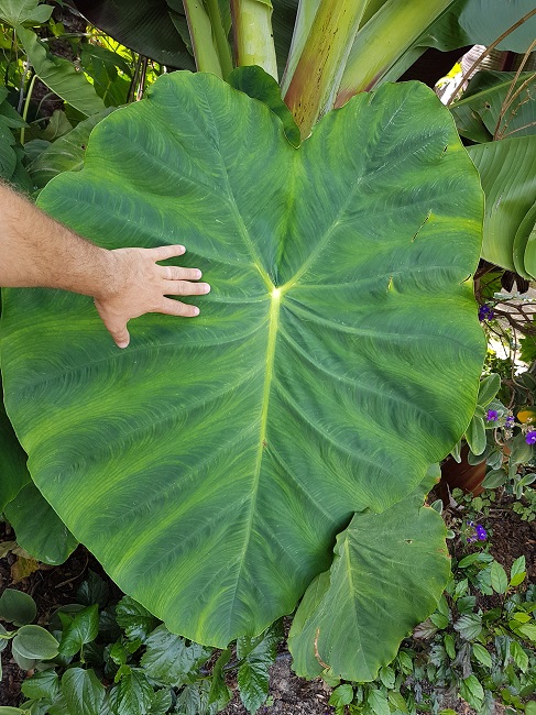 Colocasias GB 11092016 (1).jpg