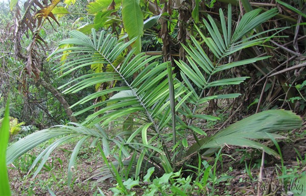 L'Allagoptera caudescens (aujourd'hui), planté le 11 05 2013 issu d'un plant de 1 an et demi.jpg