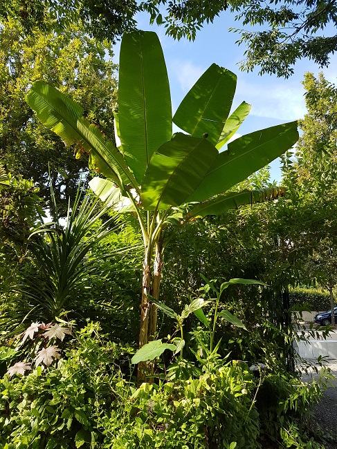 Musa Ahidentifiacum.jpg