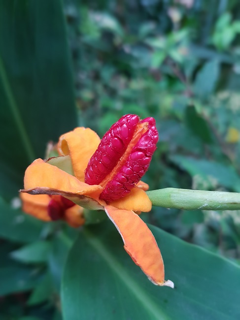 Hedychium Horsfieldii sept 2016 (3).jpg