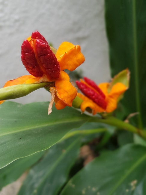 Hedychium Horsfieldii sept 2016 (1).jpg