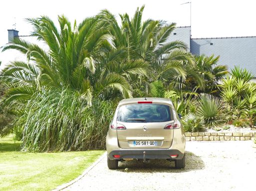 Terre-plein exotique avec Phœnix canariensis en arrière-plan.