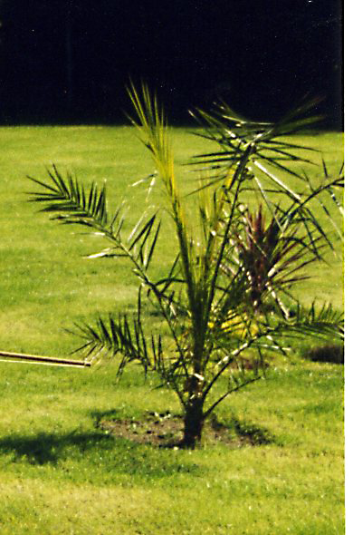 Phœnix canariens lors de la plantation en 2004
