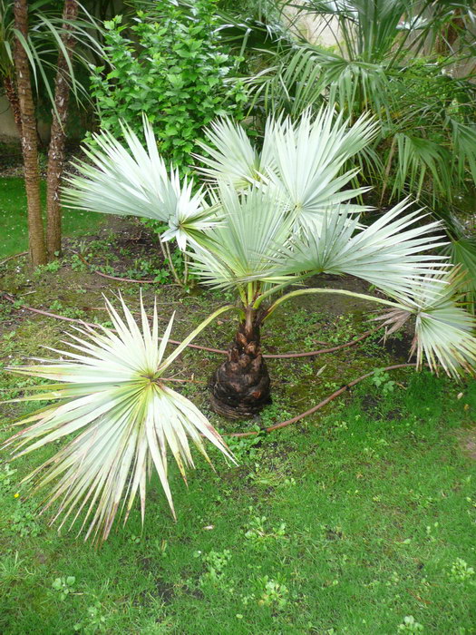 Pouvez vous me dire de quel palmier s'agit-il ici? j'hésite.. Merci