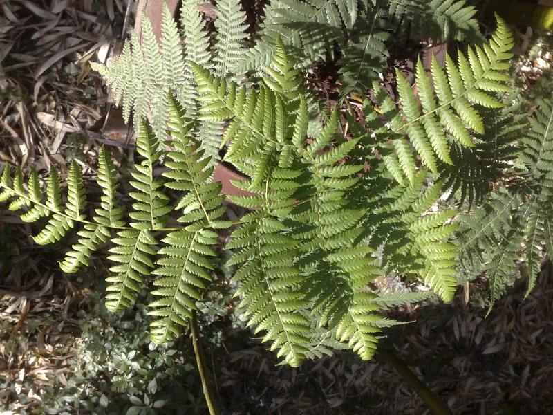 c robusta feuille [800x600].jpg