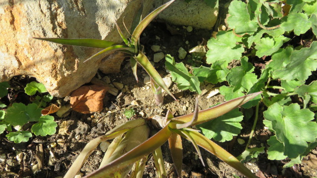 pousse de Billbergia nutans