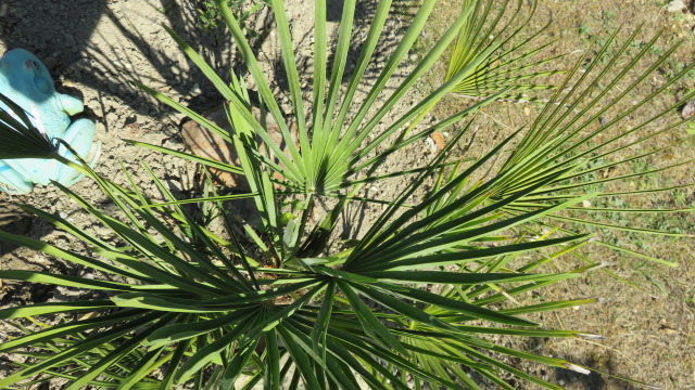 le Chamaerops humilis qui a bien  poussé cette année