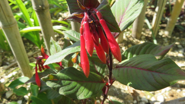 Fuchsia triphylla