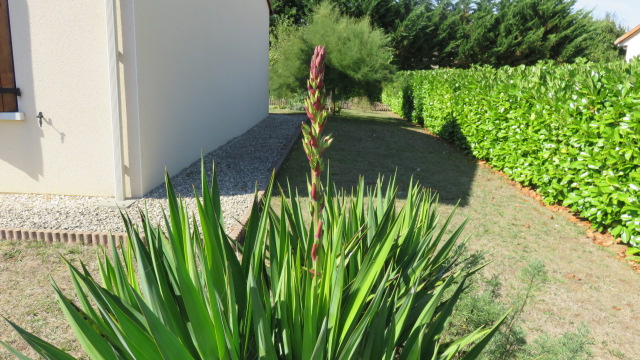 floraison de Yucca gloriosa