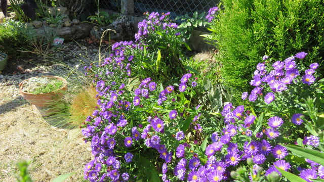 Asters en fleur