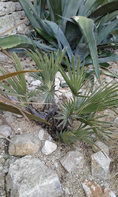 trithrinax campestris