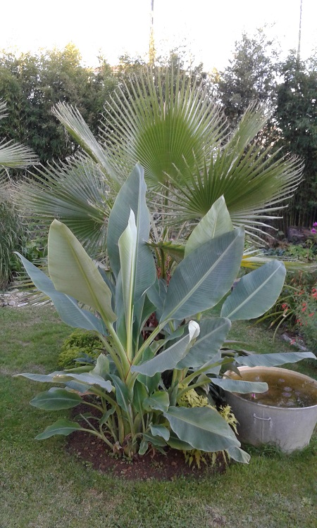 Musella Lasiocarpa