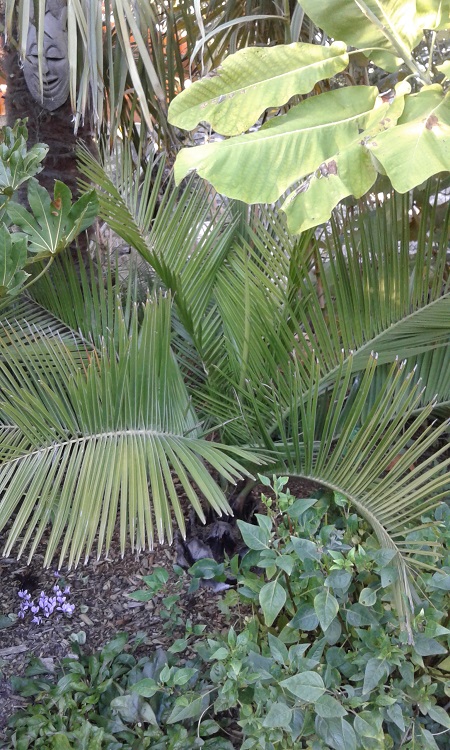 Jubaea Chilensis